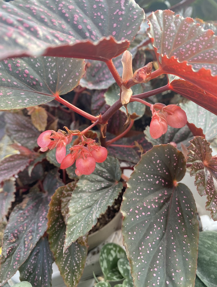 Begonia 'Polka Dot Pink'