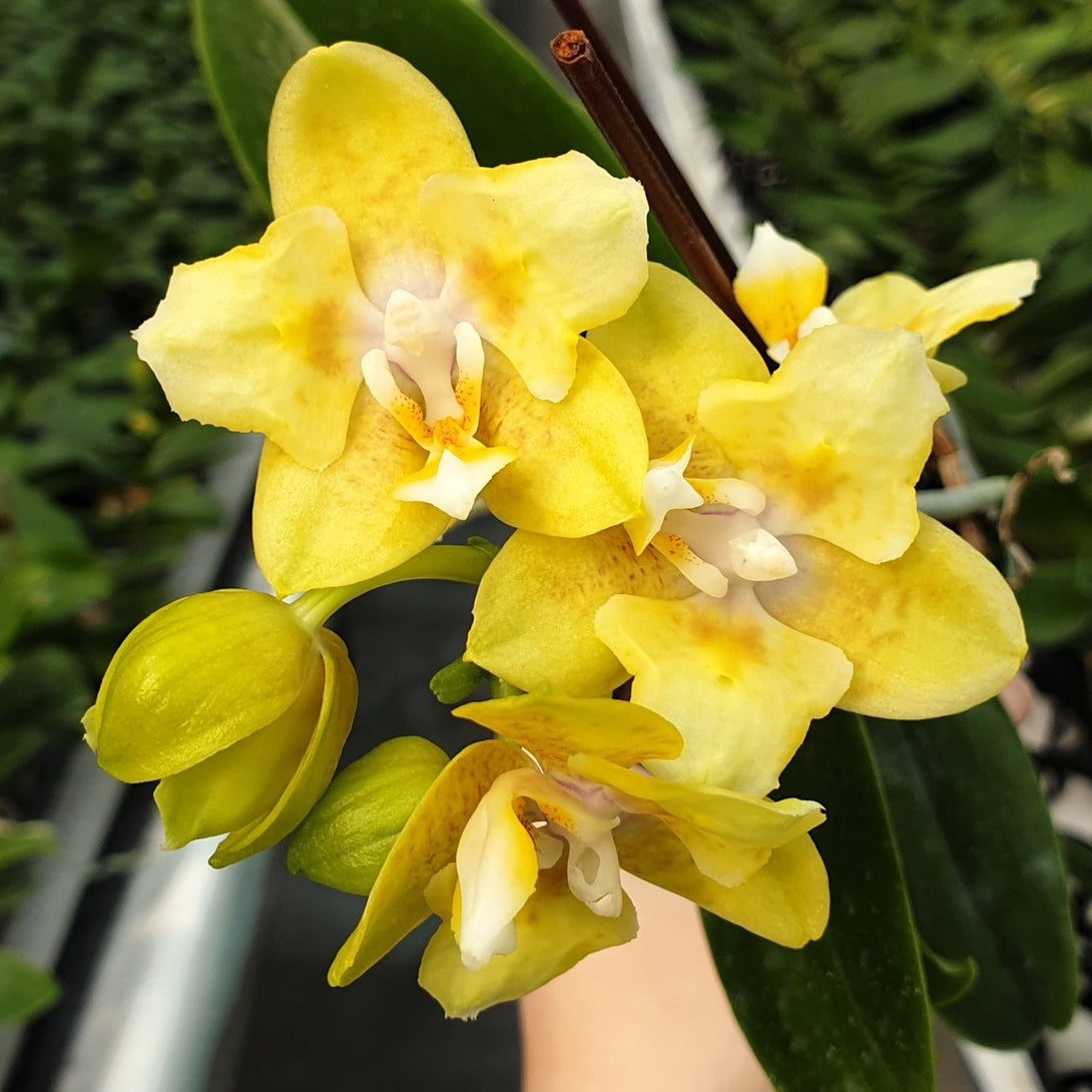 Phalaenopsis Younghome Golden Pixie (peloric parfumat)