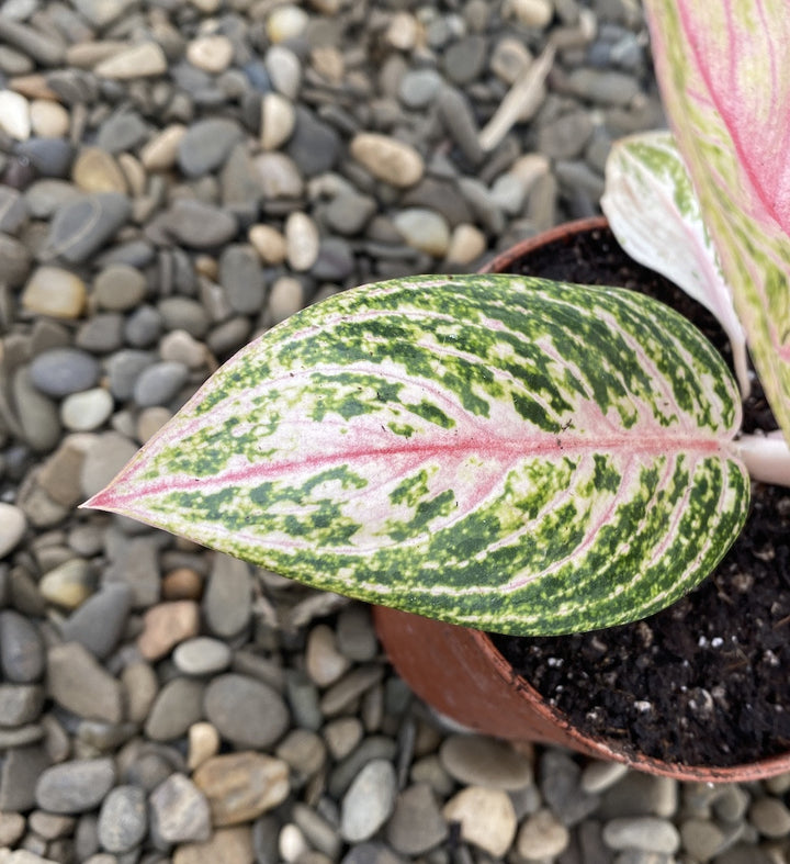 Aglaonema Starshining