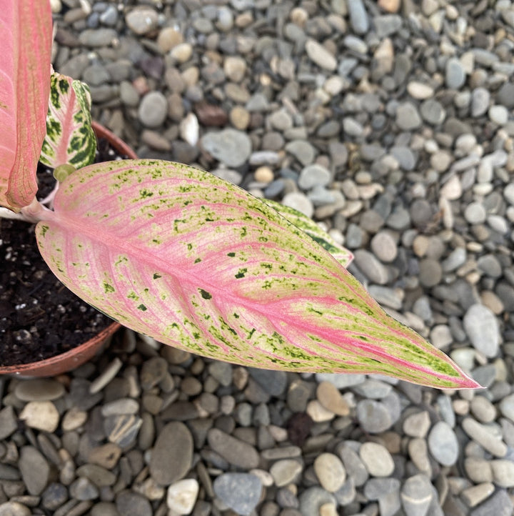 Aglaonema Starshining