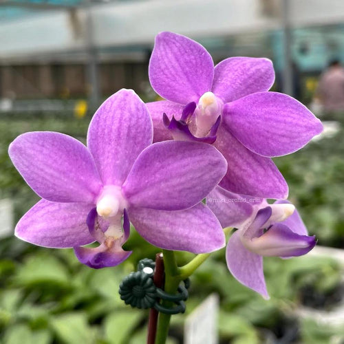 Phalaenopsis Yu-Yang Little Peacock '387'