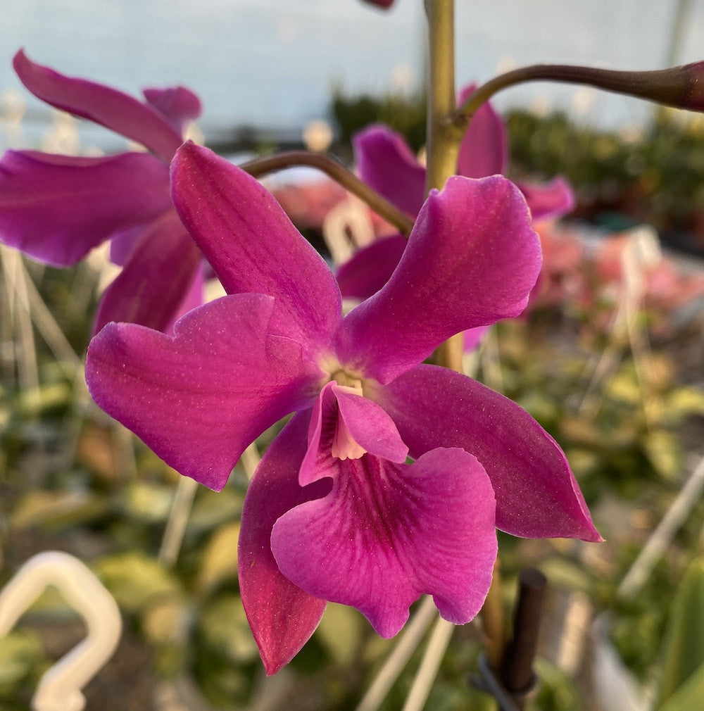 Orhidee Epicattleya -  Catyclia Plicaboa, de vanzare in magazin sau online.