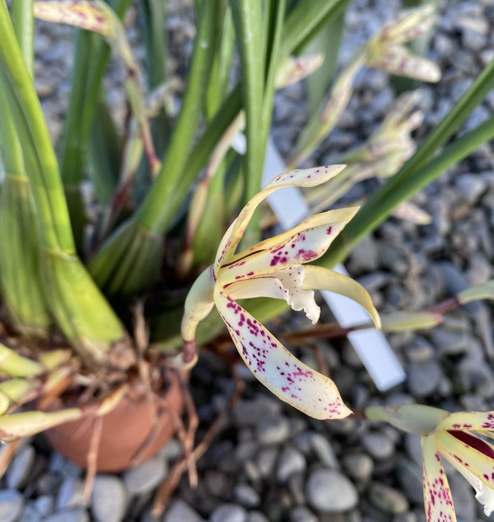 Maxillaria picta, pret atractiv