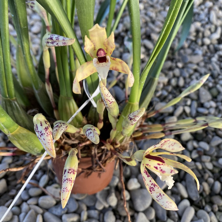 Maxillaria picta, pret atractiv