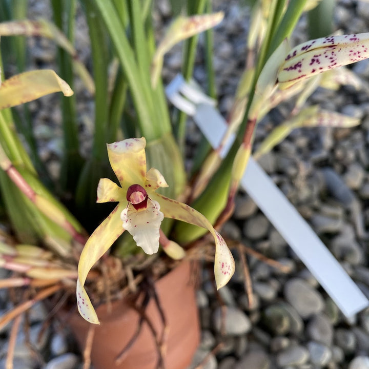 Maxillaria picta, pret atractiv