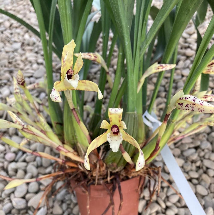 Maxillaria picta, pret atractiv