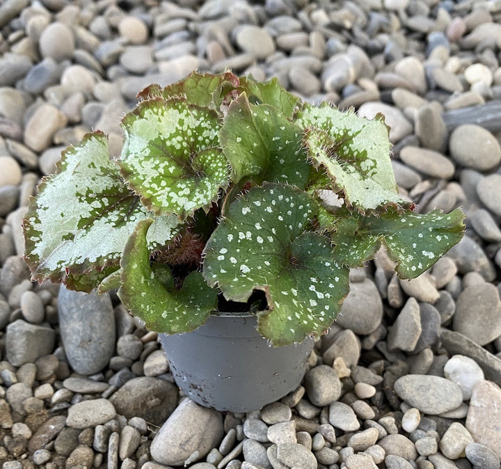 Begonia Rex Escargot