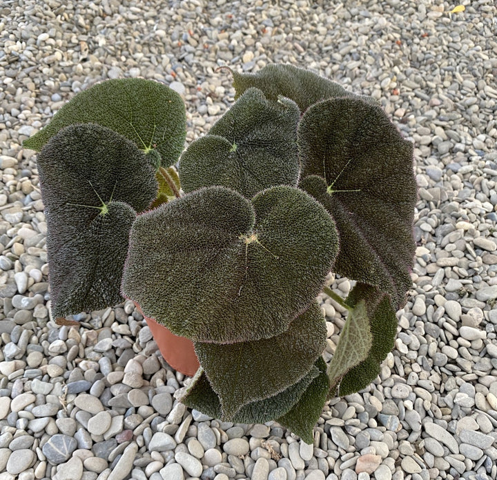 Begonia masoniana River