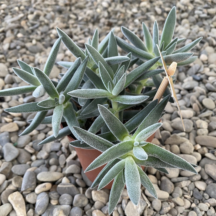 Crassula Sardiena Siesta Tenelli