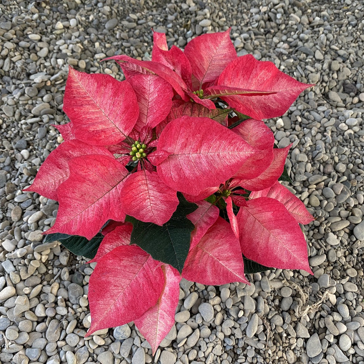 Euphorbia pulcherrima Ice Crystal