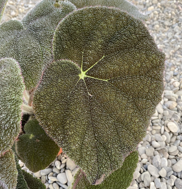 Begonia masoniana River