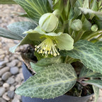 Comanda Helleborus, Trandafirul Crăciunului, Spanz de vanzare, pret imbatabil!