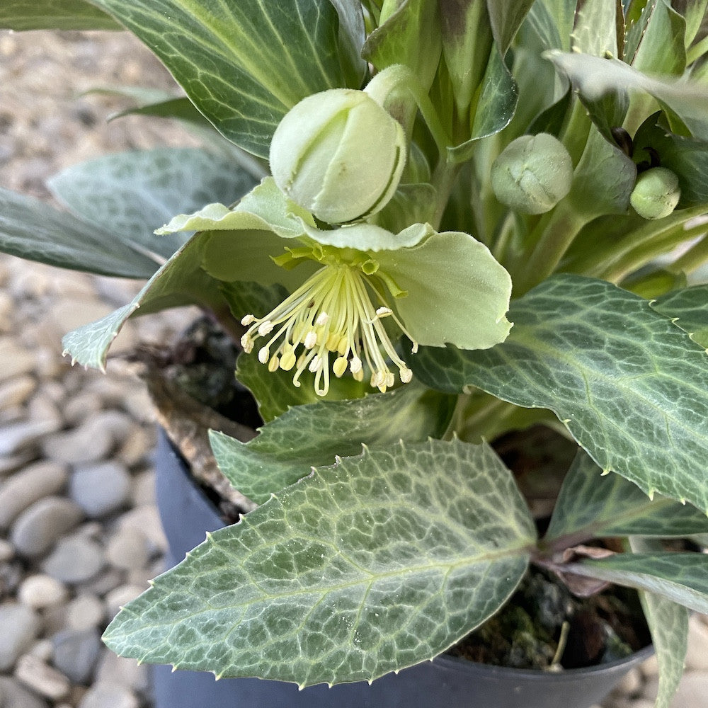 Comanda Helleborus, Trandafirul Crăciunului, Spanz de vanzare, pret imbatabil!