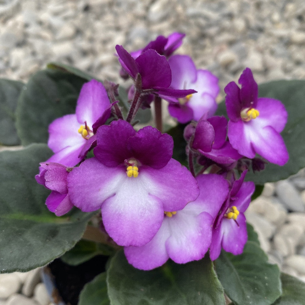 Saintpaulia - violete bicolore mov - alb