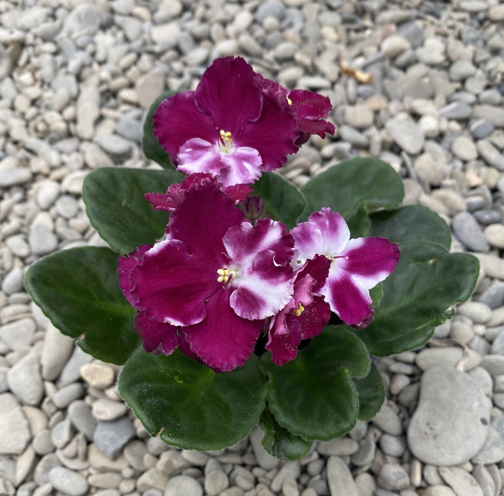 Saintpaulia Inova Colora Isabella, violete ciclam bicolore pret online imbatabil!