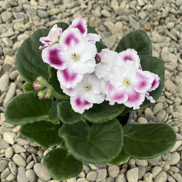 Violete alb - ciclam - Saintpaulia