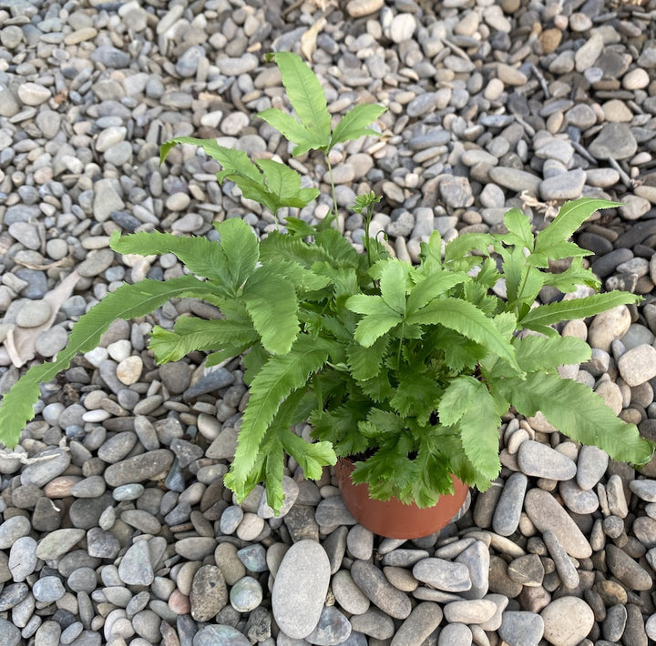 Pteris cretica Roeweri (feriga)