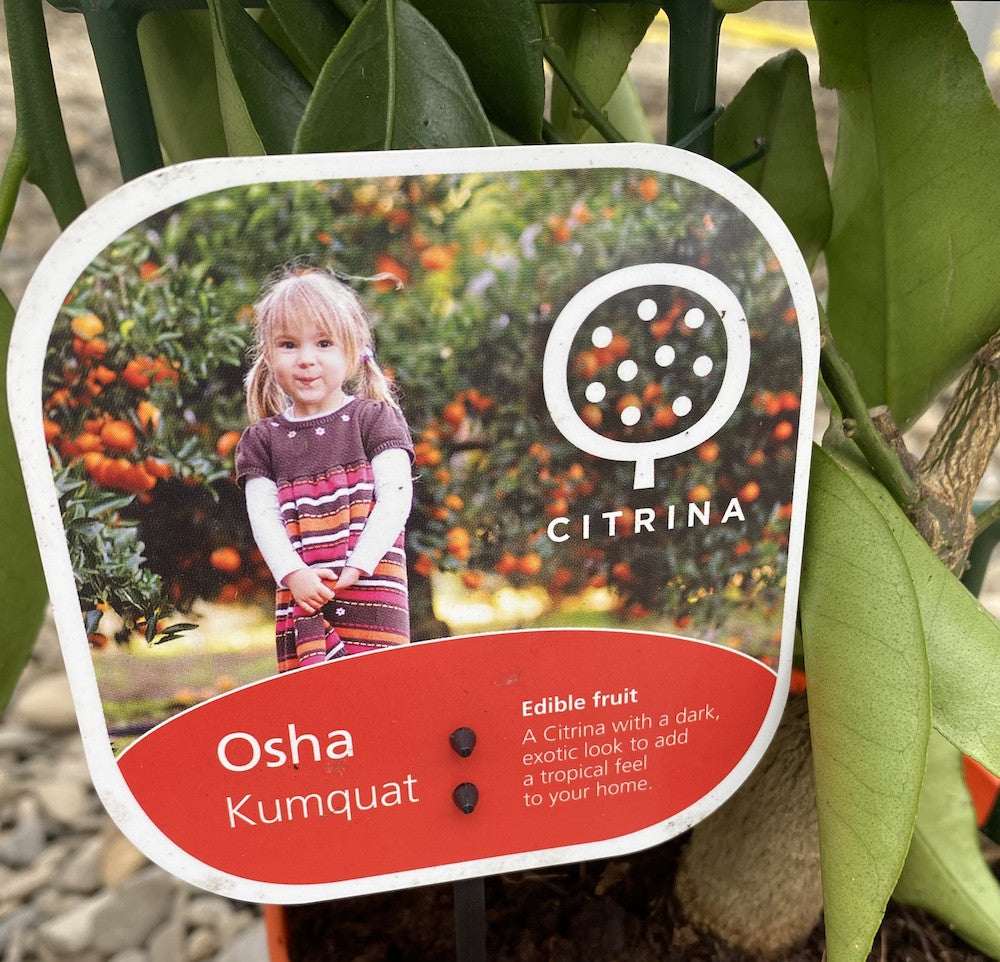Citrus Kumquat Osha cu fructe comestibile, pret atractiv, livrare rapida