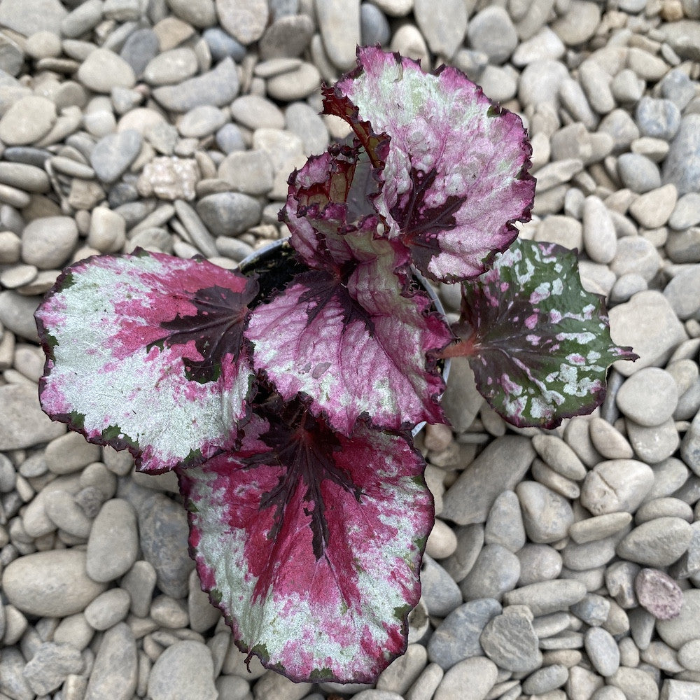 Begonia rex 'Ideal Red Heart' mini