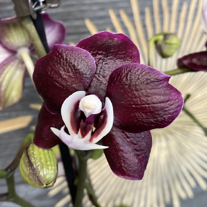 Phalaenopsis Kaoda Twinkle Chocolate Drop (Black Widow) parfumata!