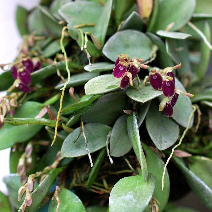 Pleurothallis violacea