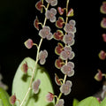 Stelis argentata