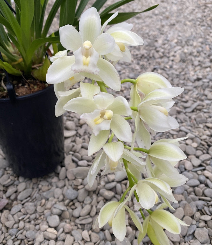 Orhidee Cymbidium curgator alb "Ice Cascade" la ghiveci, la pret special