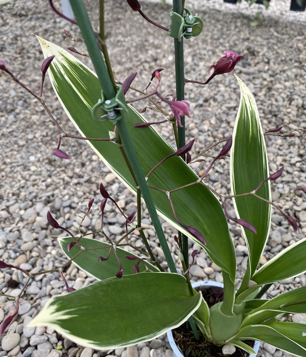 Oncidium Katrin Zoch "Mieke" *variegat, flori parfumate