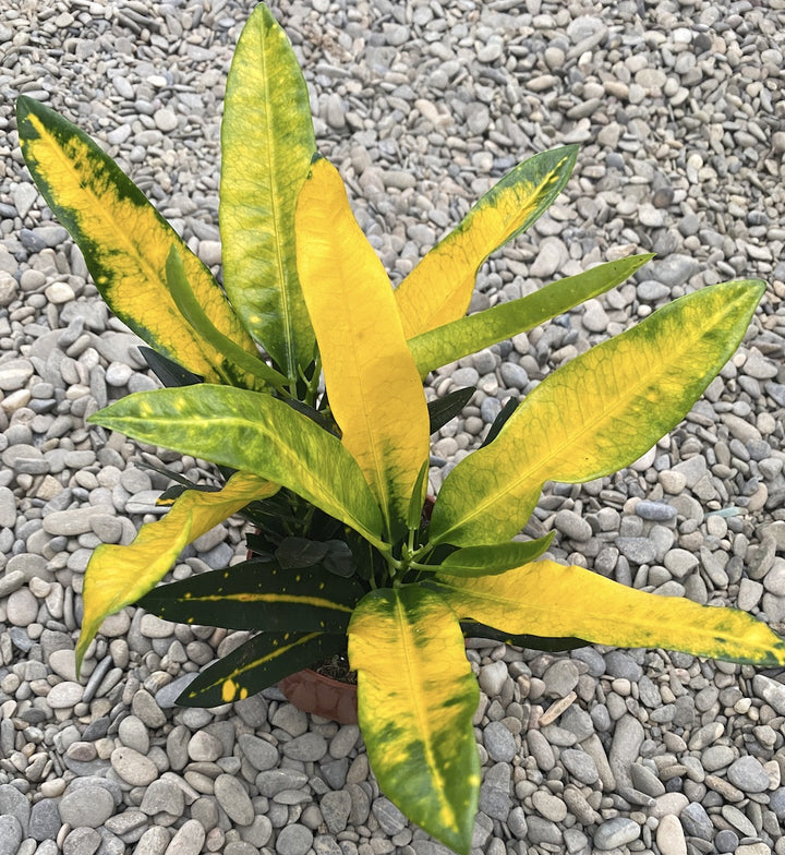 Croton Codiaeum Sunny Star