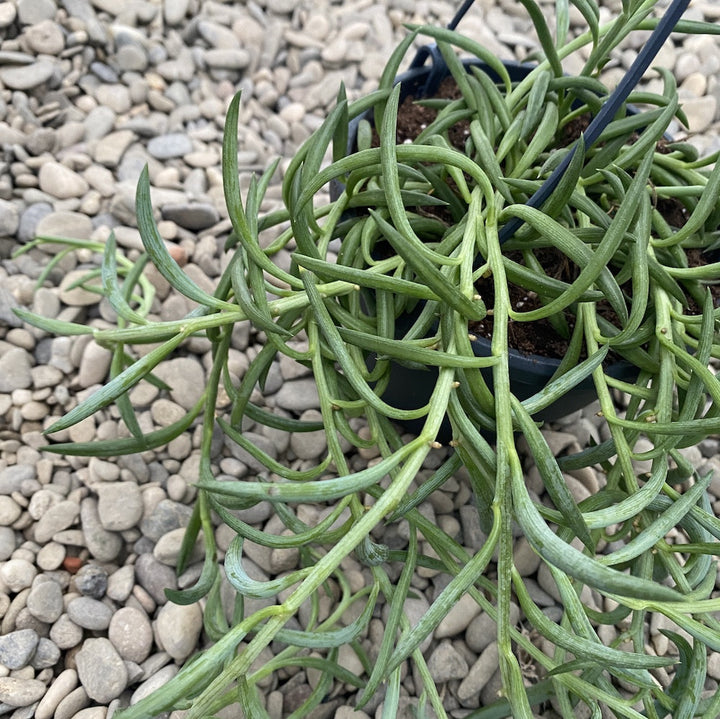 Senecio Radicans - String of Bananas