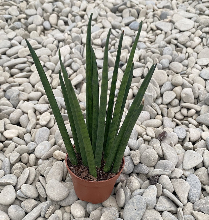 Sansevieria Cylindrica Rocket