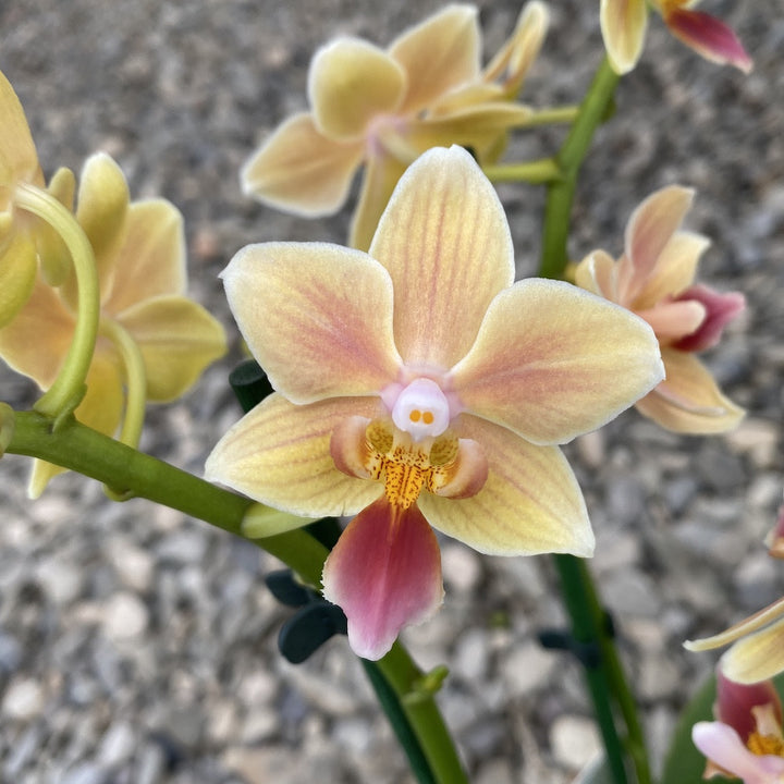 Phalaenopsis Sunny Smell *parfumata