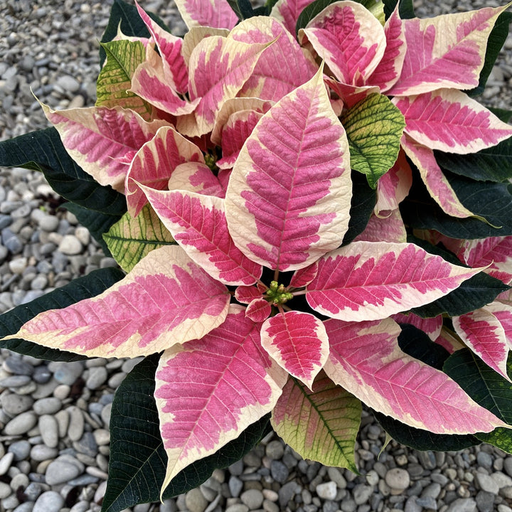 Euphorbia Pulcherrima Marble