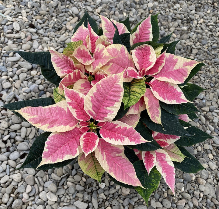 Euphorbia Pulcherrima Marble