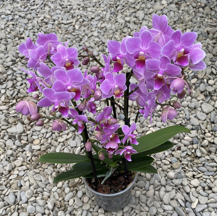 Phalaenopsis Suggestion multiflora