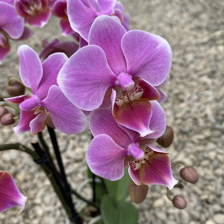 Phalaenopsis Rosanna multiflora