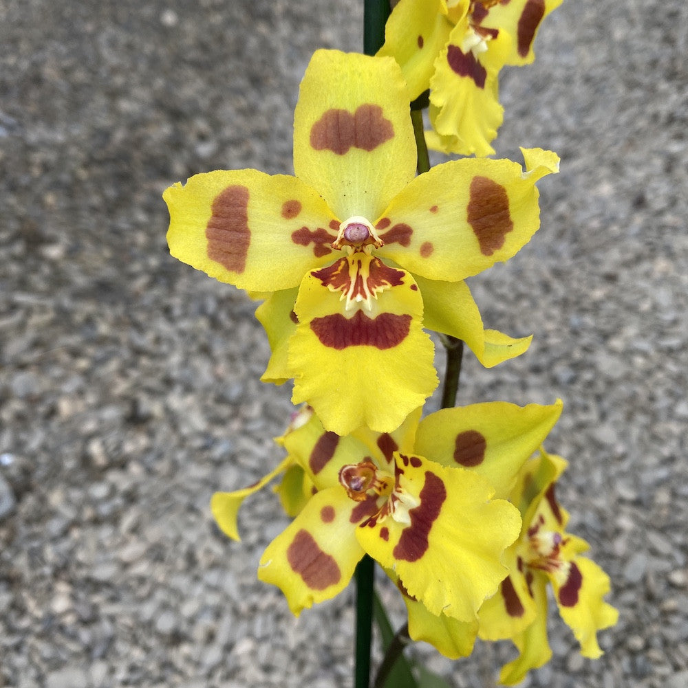Comanda online Orhidee Odontonia Yellow Parade
