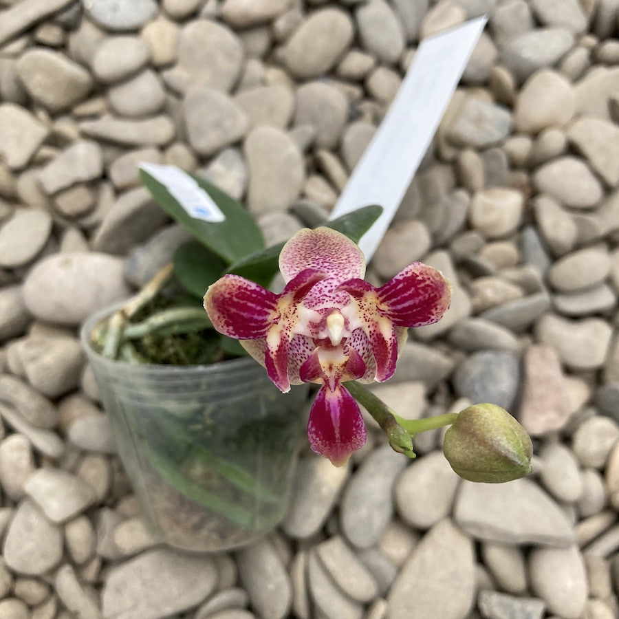 Phalaenopsis Caribbean Sunset × minus