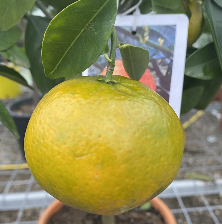 Citrus Clementine Nadorcott