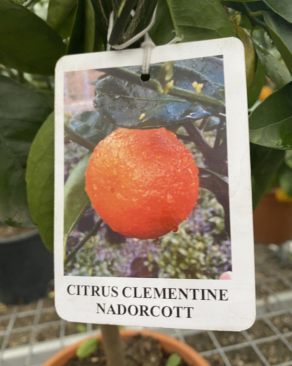 Citrus Clementine Nadorcott