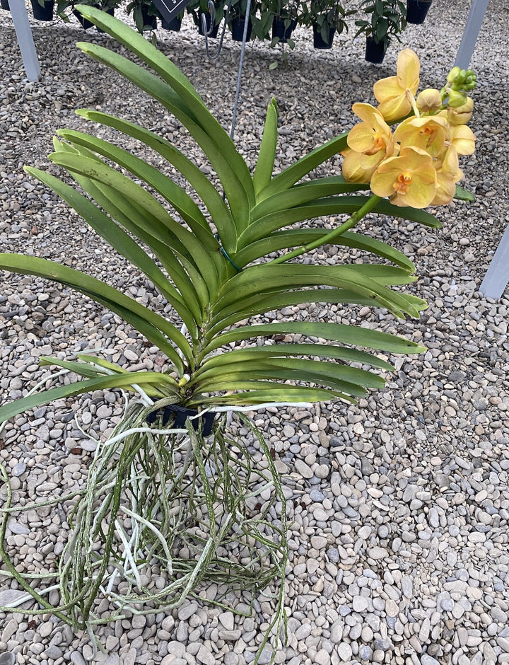 Vanda New Magic Orange