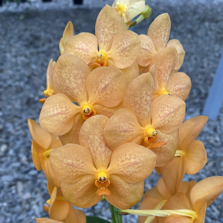 Vanda portocalie Natcha Princess Orange