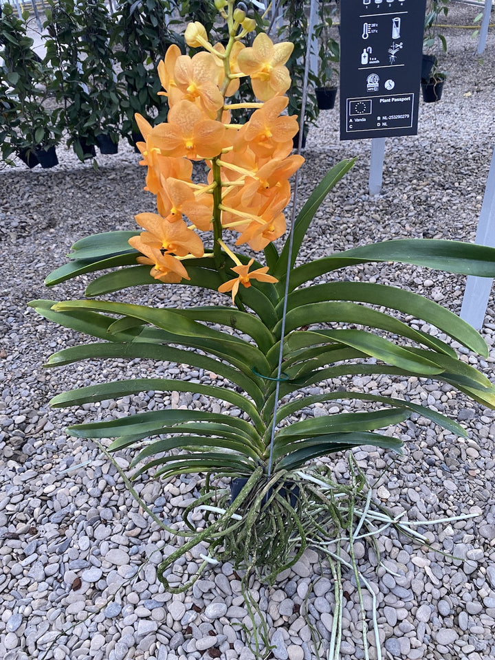 Vanda portocalie Natcha Princess Orange