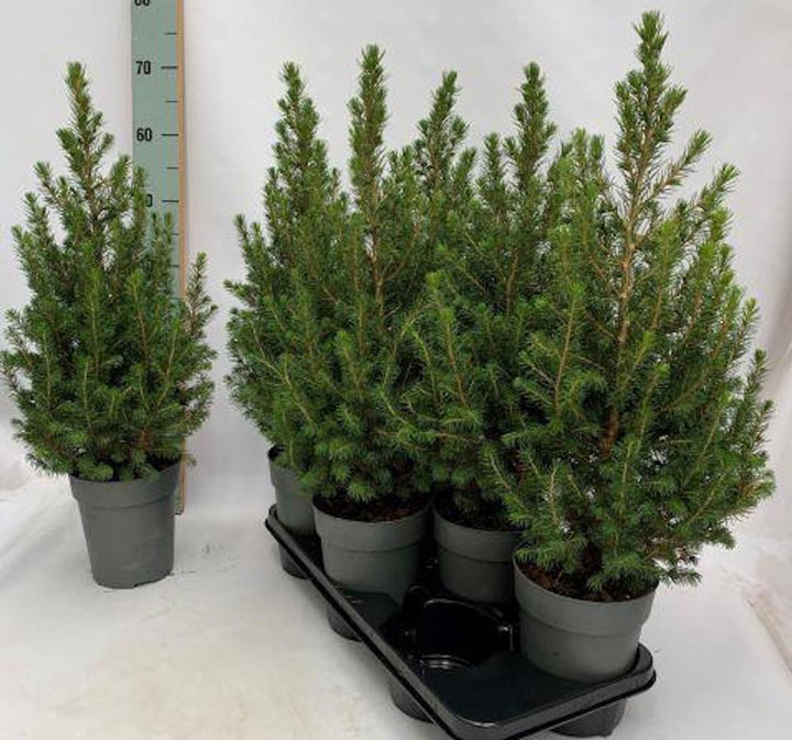 Picea Glauca Conica 55-65 cm - brad de Craciun in ghiveci