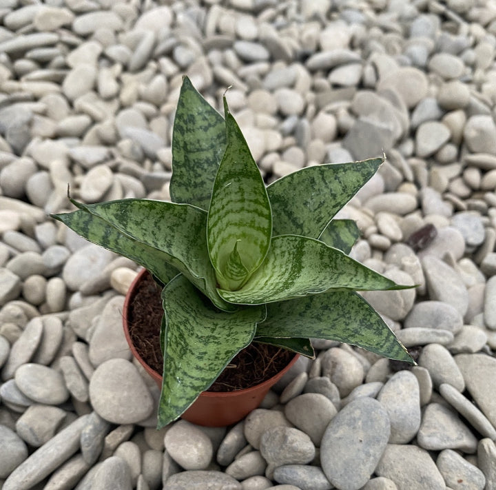 Sansevieria Green mini