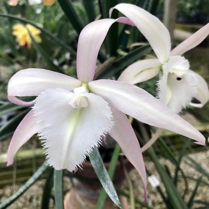 Brassavola David Sander