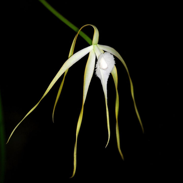 Brassavola Cucullata