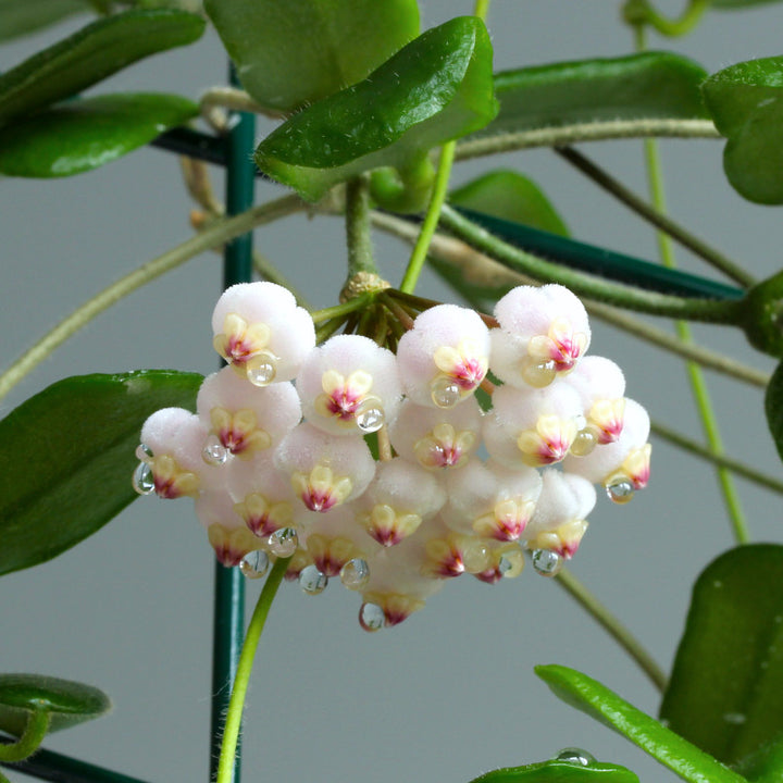 Hoya rotundiflora