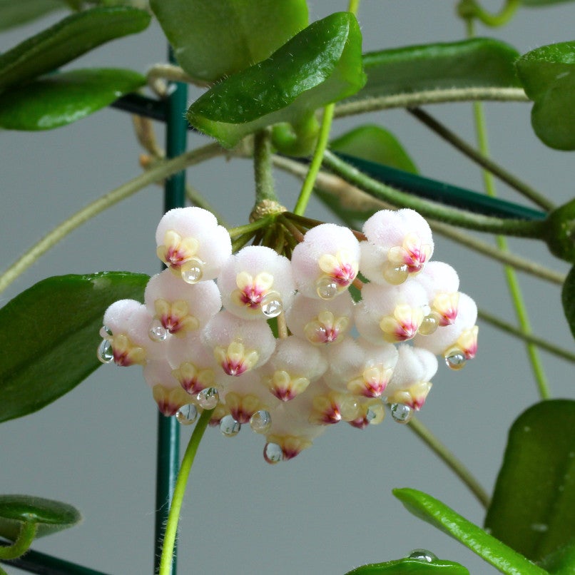 Hoya rotundiflora (square leaf hoya)
