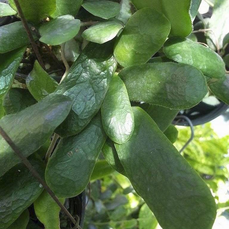 Hoya rotundiflora (square leaf hoya)